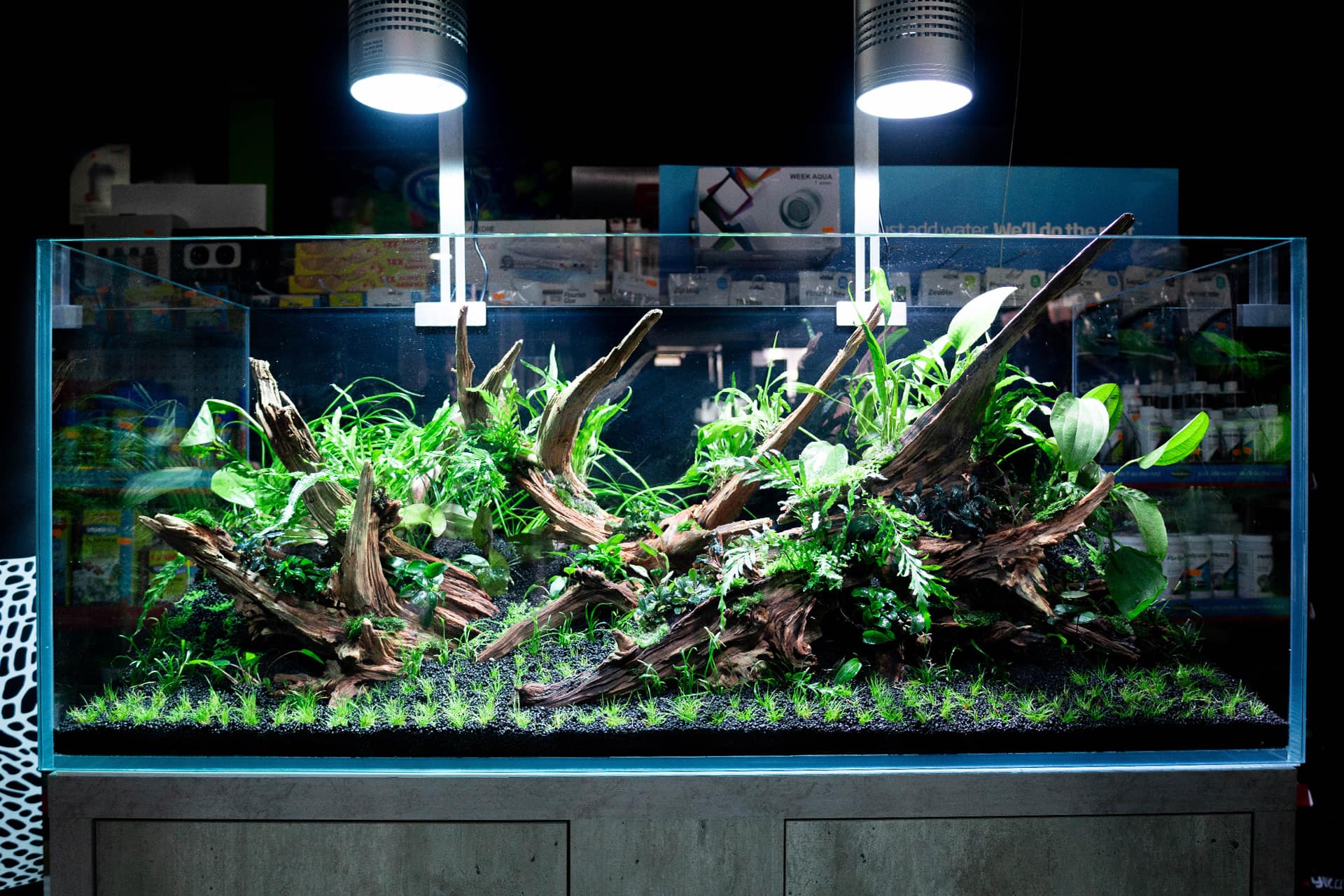 Aquascape recém-plantado com troncos ramificados sob dois focos pendentes