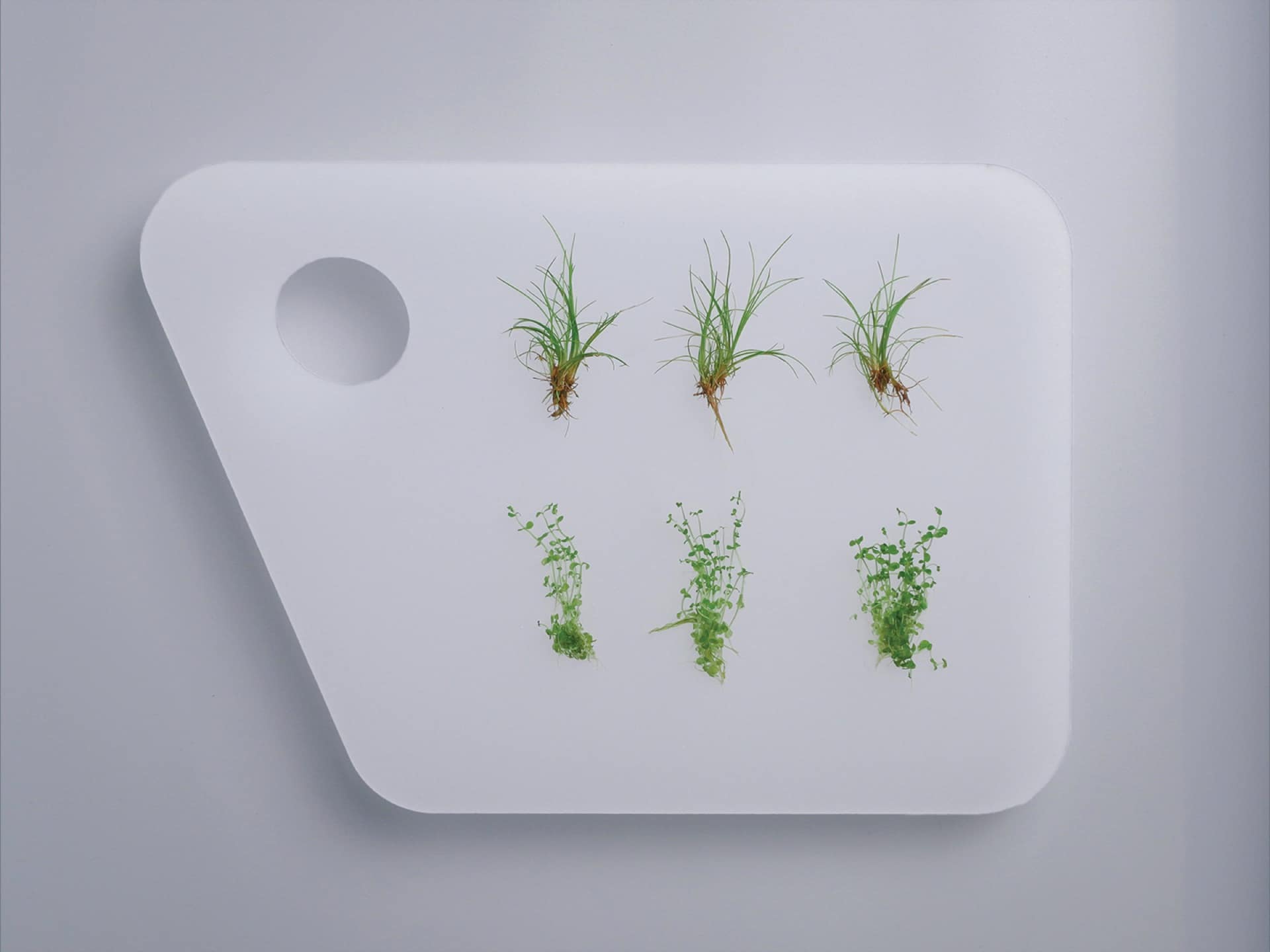 Paleta IRO vista de cima com duas filas de plantas verdes frescas